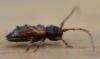 Pogonocherus hispidus